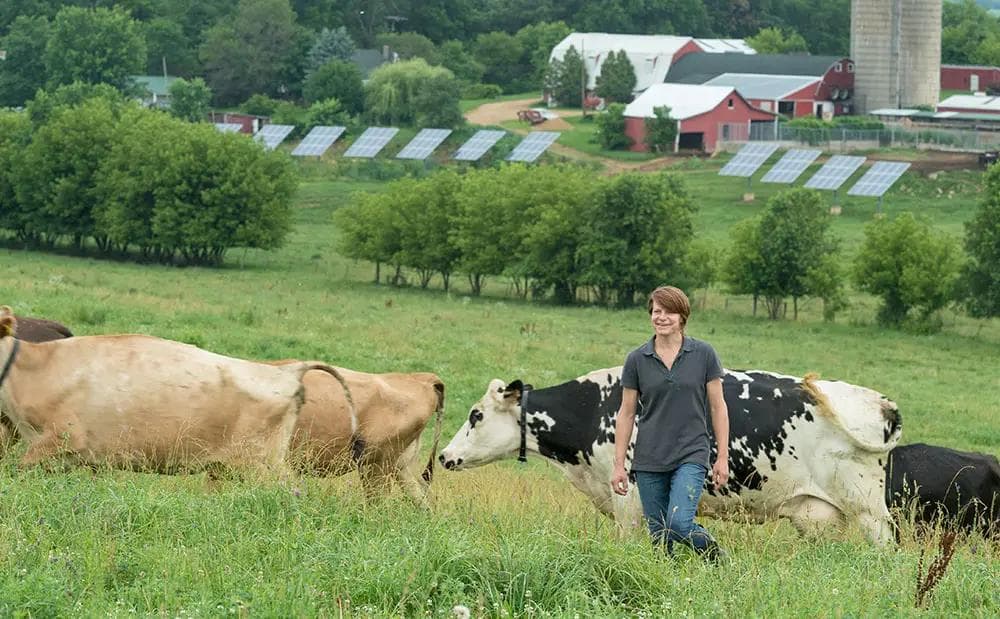 An Organic Valley farmer walking in the pasture with cows