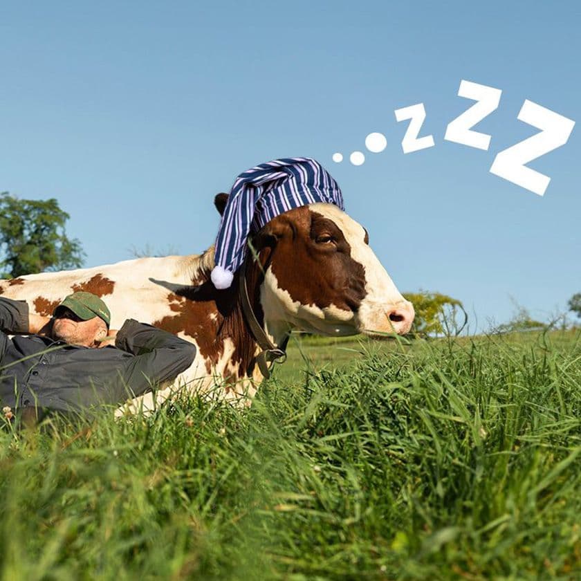 A man sleeps on a lying cow, which is wearing a nightcap