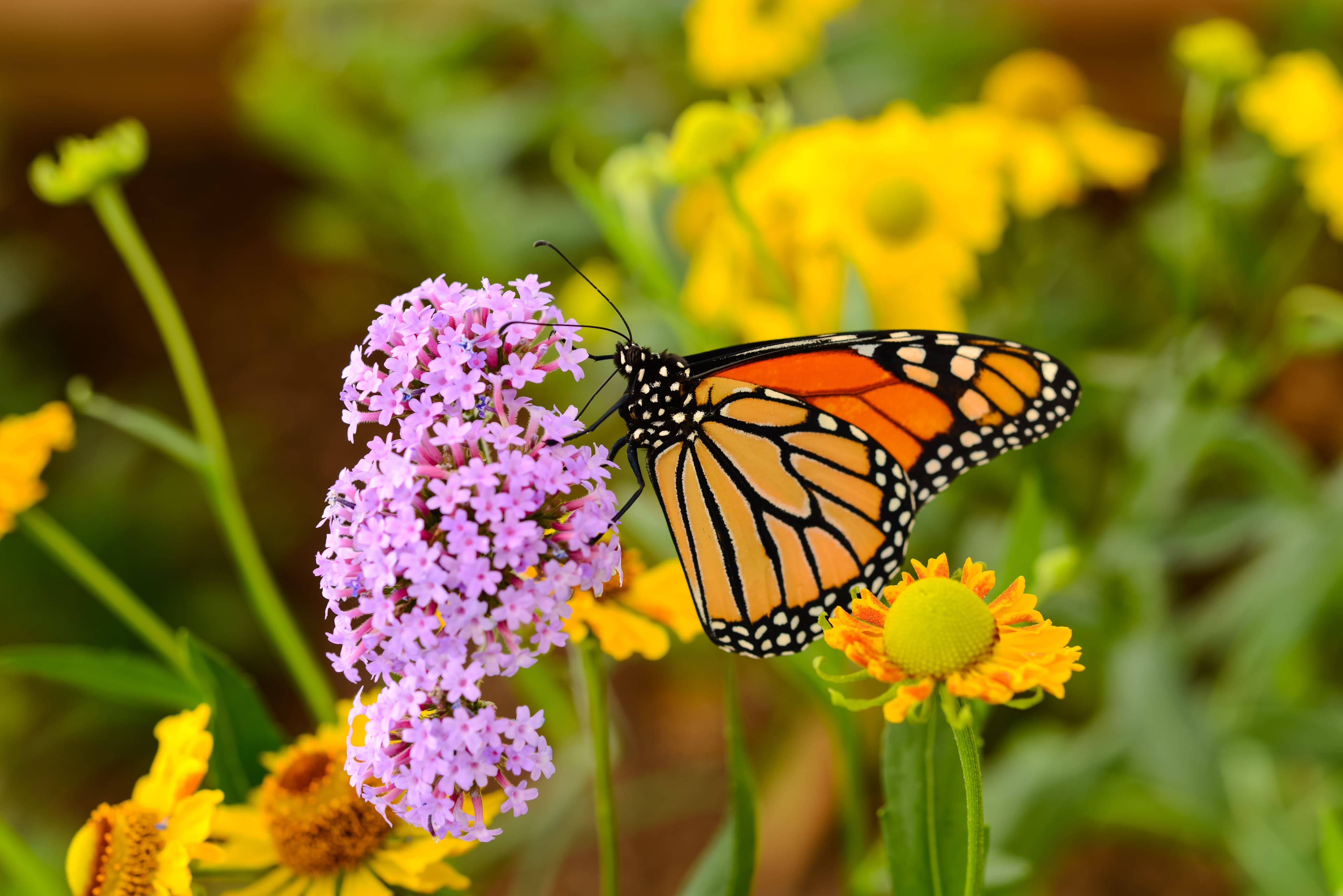 Monarch Butterfly on pasture land.